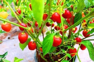 Ớt siêu cay Habanero