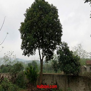 CÂY SANG (CÂY SANG GIÀU) ,CÂY ĐẸP TỪ TÊN ĐẾN HÌNH DÁNG ĐẾN Ý NGHĨA