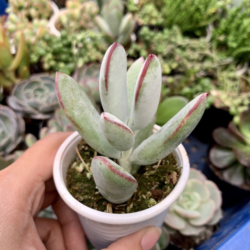 SEN ĐÁ CHÂN VOI FREESHIP  ĐÃ THUẦN XỨ NÓNG SIU CUTE CHUẨN SIZE BẦU