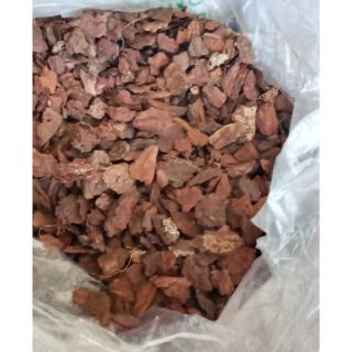 1 cân vỏ thông nhỡ siêu tốt