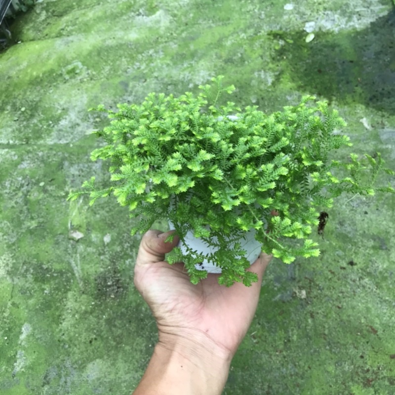 Chậu rêu san hô