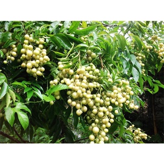 Cây giống mắc mật