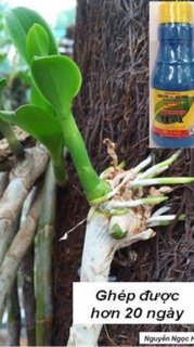 Start Vitamin b1 mỹ chai 235ml