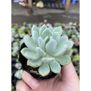 Sen đá cúc xoáy. Hiếm