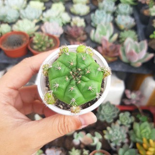 Xương rồng xanh.