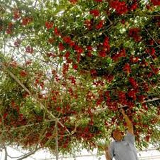 Hạt giống cà chua bạch tuộc (leo giàn) 4Hạt