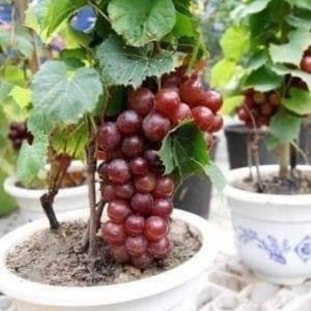 Hạt giống nho pháp leo giàn  - Nhà Vườn Khánh Võ