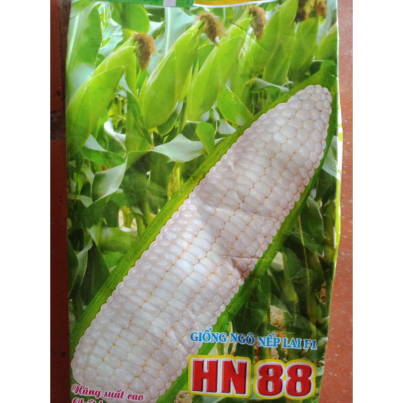 giống ngô nếp lai f1 HN 88 chất lượng ngon nhất Việt Nam gói50 hạt