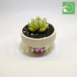 FREESHIP Terrarium 🍀Sen đá 🍀Chậu đất nung mini