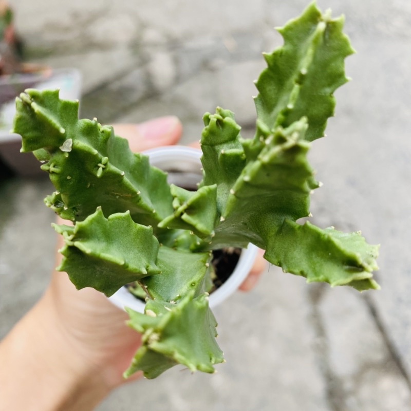 XƯƠNG RỒNG SAO BIỂN VUÔNG CỨNG CÁP