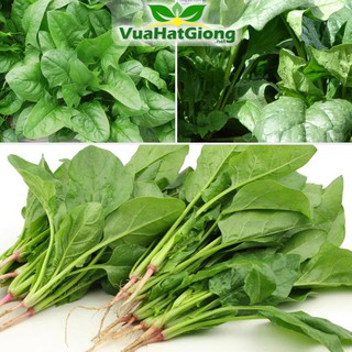 Hạt Giống Cải Bó Xôi (Rau Chân Vịt) Dễ Trồng 5gr