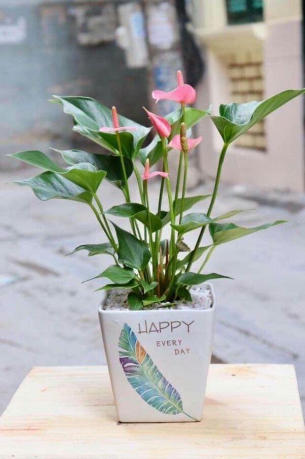 Giống cây phong thủy