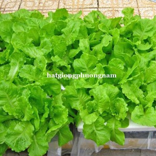5GR - hạt giống xà lách dún vàng