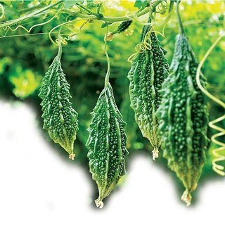 1gram HẠT GIỐNG KHỔ QUA RỪNG