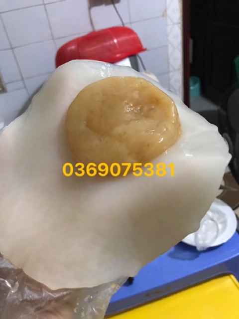 Giấm kombucha -con giống khoẻ -nấm thuỷ sâm