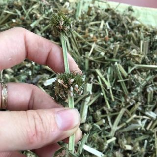 1000gr khô cây ích mẫu điều kinh hổ trợ u nang u xơ