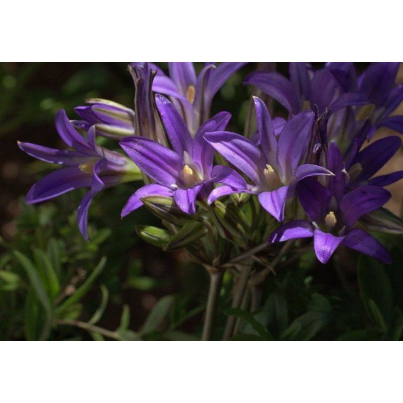 Brodiaea là một chi thực vật có hoa trong họ Asparagaceae.