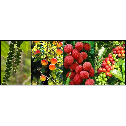 Phân bón hữu cơ sinh học Trimix N1 tốt cây xanh lá - dạng viên tan chậm (gói 700g)