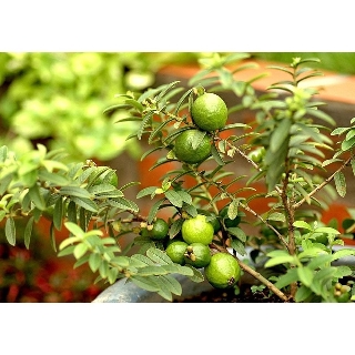 Ổi sẻ lá nhỏ đang hoa