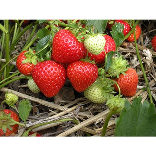 Hạt giống cây Dâu tây đỏ