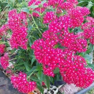 Cây hoa diễm châu- Trang trí sân vườn- Decor-Phong thuỷ-Cây hoa kiểng Đồng Tháp