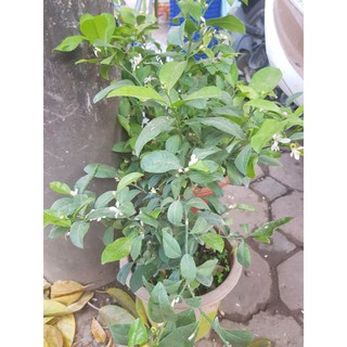 bán cây chanh ở hà nội