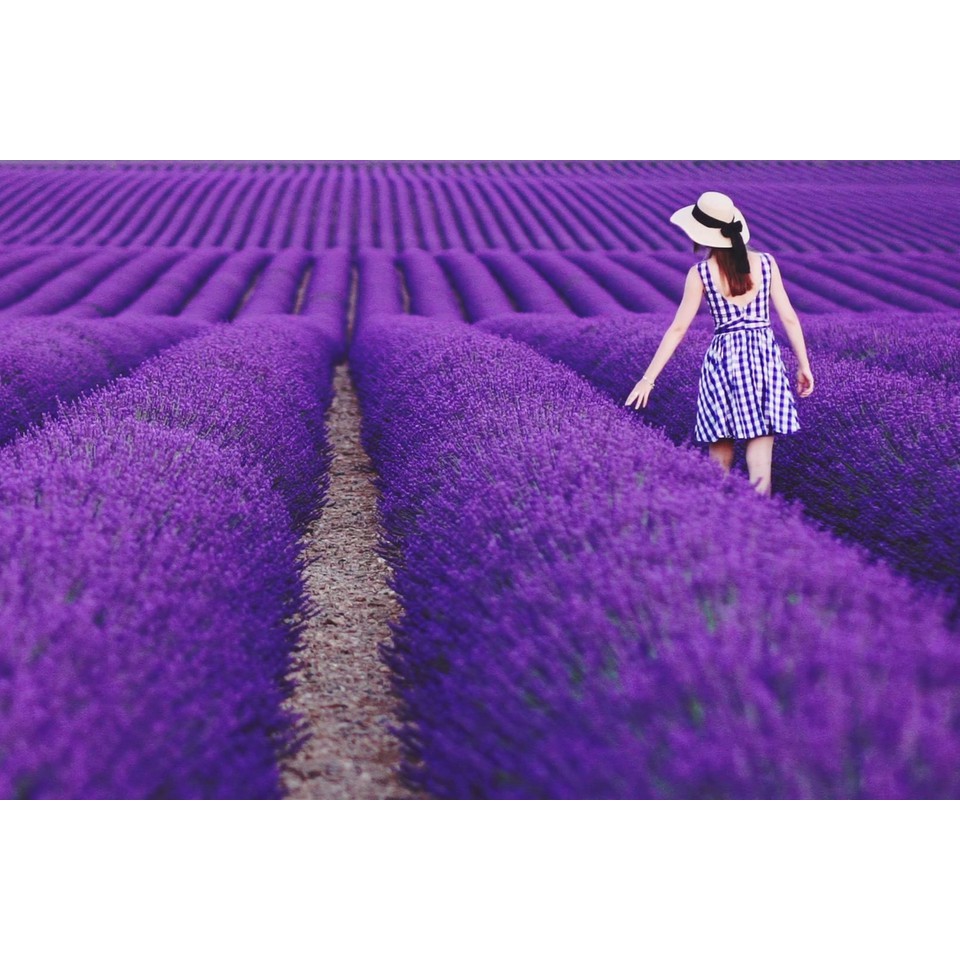 Gói 50 hạt giống hoa oải hương, lavender tím, tặng kích mầm