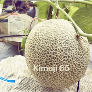Hạt Giống Dưa Lưới Nhật Kimoji 65 Siêu ngọt