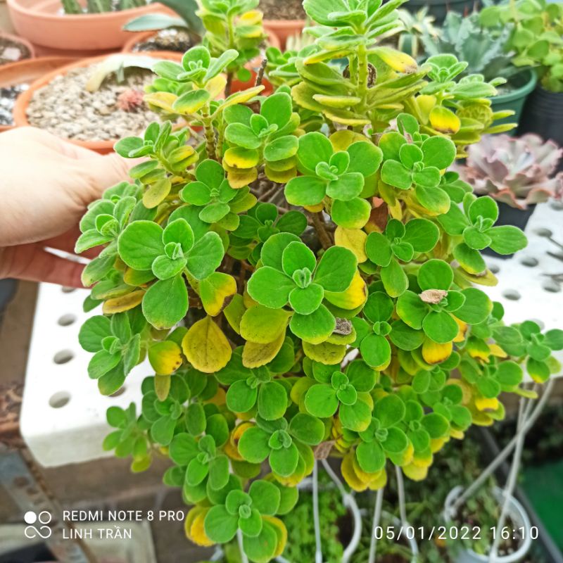 Nhất mạc hương. Sen thơm