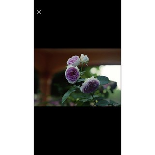 [Hồng Hồng Garden] - Hoa Hồng Blue Moonstone