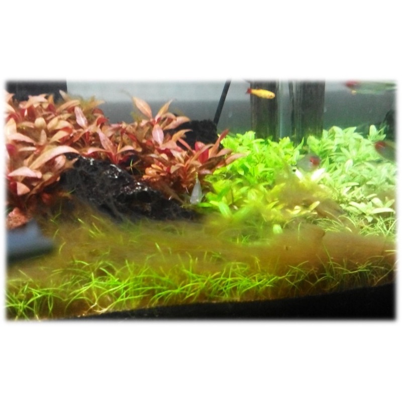 Thuốc diệt rêu hại tảo nâu , tảo bẩn cho hồ cá cảnh thuỷ sinh : Nuphar aqua