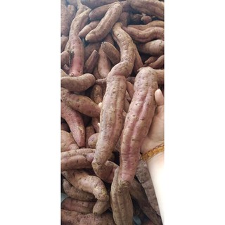 Khoai lang mật ĐL( 4ki)