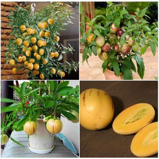 Hạt Giống Dưa Hấu Siêu Ngọt Pepino Mỹ ( Gói 5 Hạt/Tặng 5 viên nén xơ dừa ươm hạt )