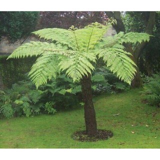 dương xỉ thân gỗ làm sân vườn cây cao 1.2 mét