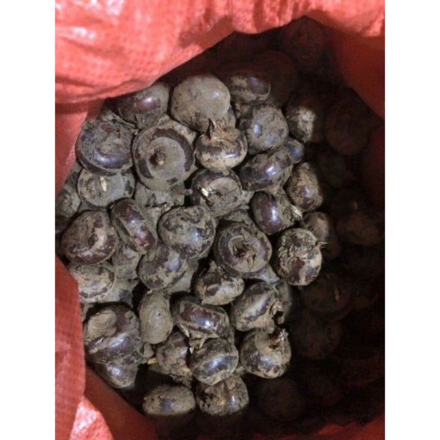 [Mã 267FMCGSALE giảm 8% đơn 500K] Củ mã thầy tươi 1kg ( củ năng)