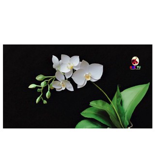 Khuôn Lan Hồ Điệp