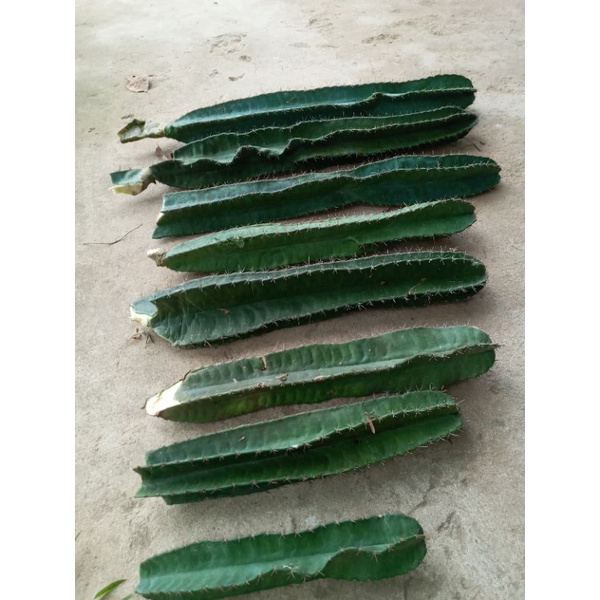 xương rồng trụ đơn 40-50cm