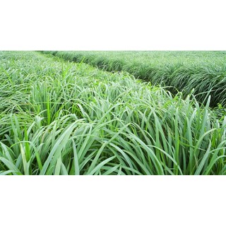 Tinh dầu sả java đuổi muỗi, đuổi kiến, lau sàn