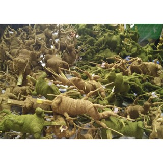 Combo 10gốc bonsai làm hoa mai đào