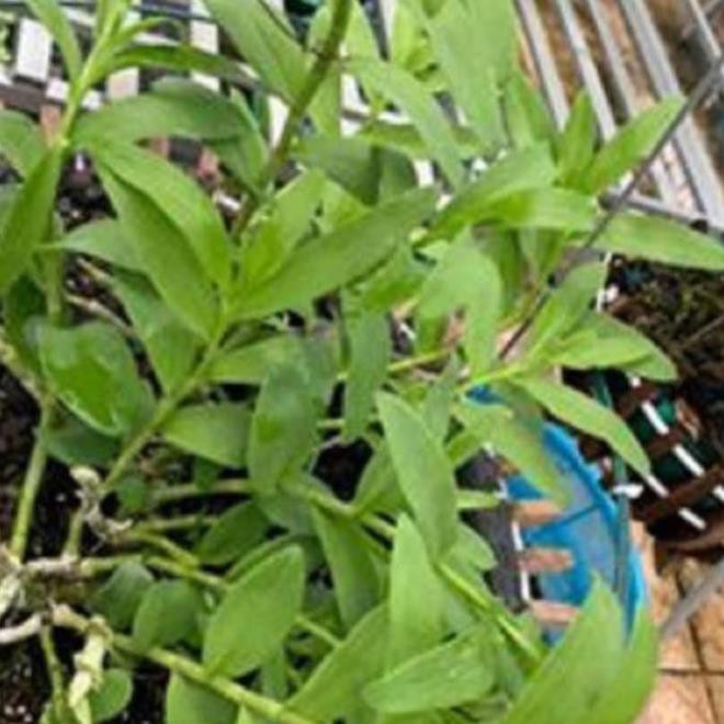 kie Hoa lan phi điệp-tím yên tử(cao 30cm ,trồng thuần ấm chậu)