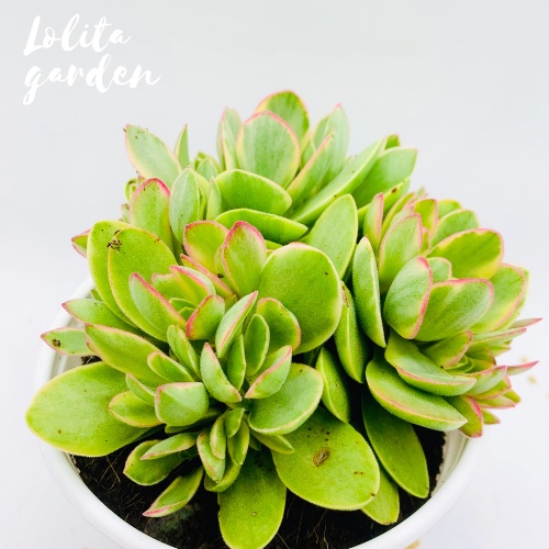 Sen đá bướm var mini Đà Lạt size trung bình cây cảnh trang trí nhà cửa Lolita garden