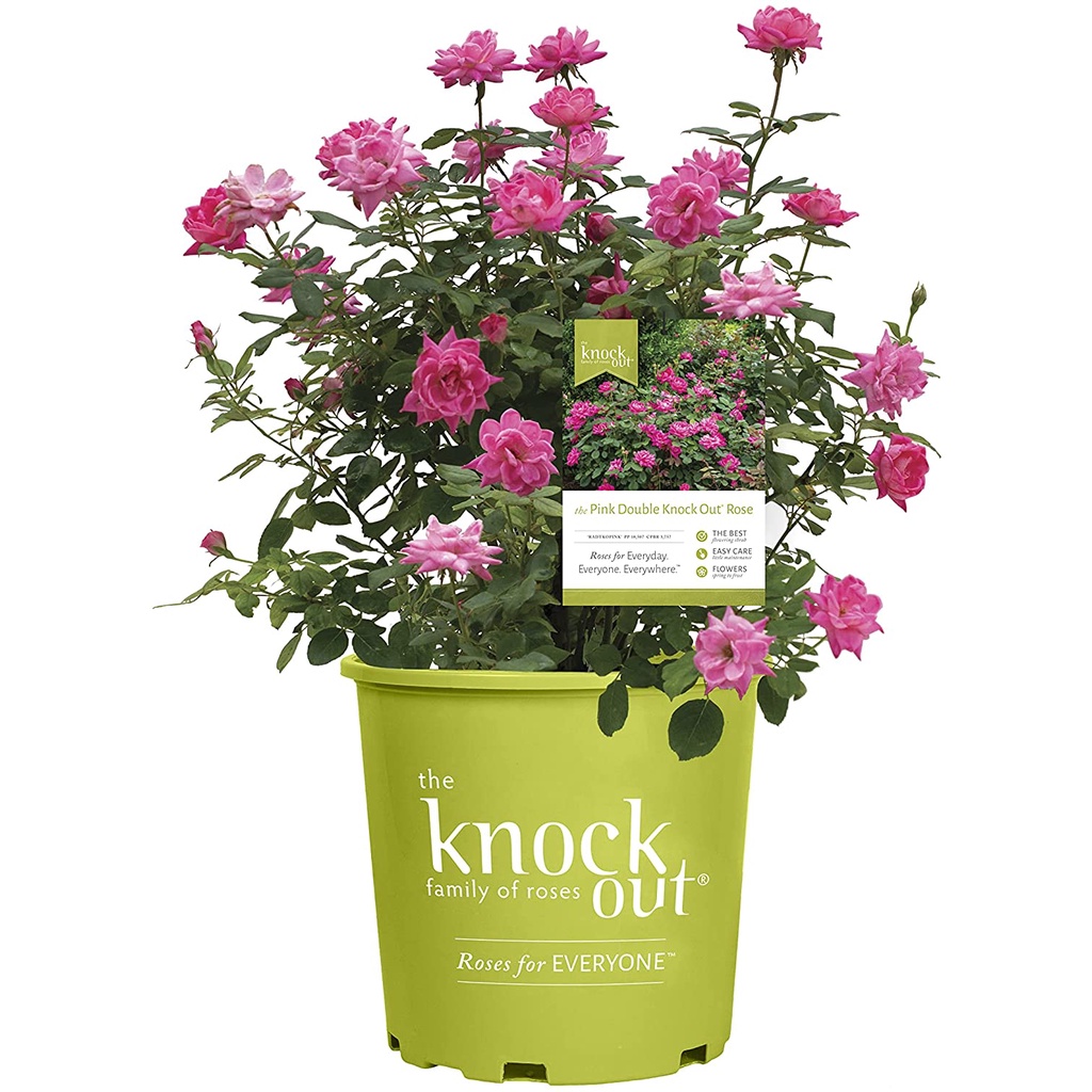 HẠT GIỐNG HOA HỒNG QUẾ Star Roses Knockout Series 18977 Double Pink Knockout Rose, 3 Gallon
