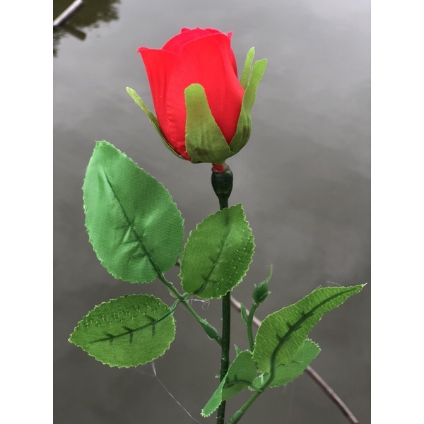 COMBO 10 bông Hồng Nhung -1 bó Đẹp +rẻ