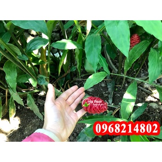 Mua củ gừng gió tươi