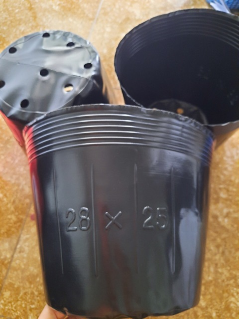 1kg chậu ươm cây chọn size