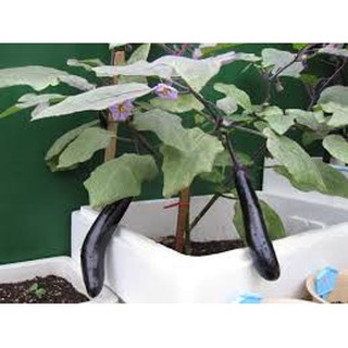 HẠT GIỐNG CÀ TÍM DÀI ĐEN 50 HẠT