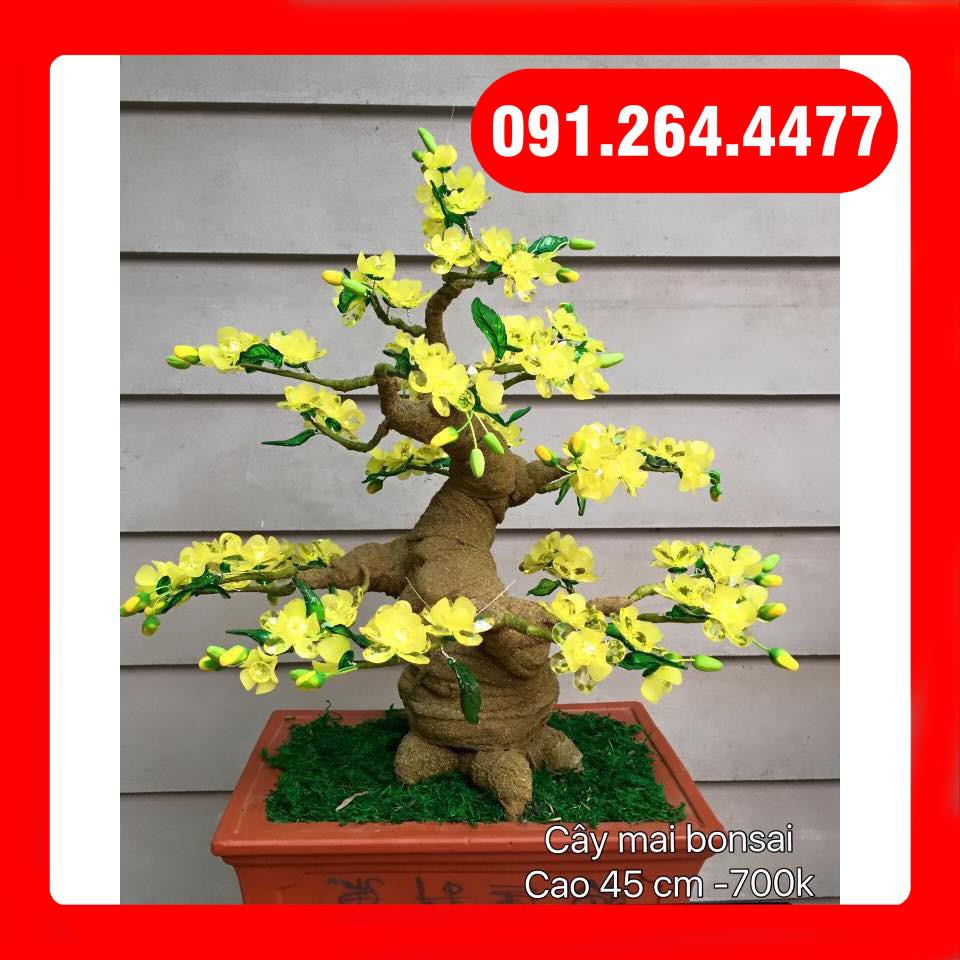 cây mai bonsai cao 45cm(hoa đá ,hoa pha lê) chỉ bán tại Hà Nội