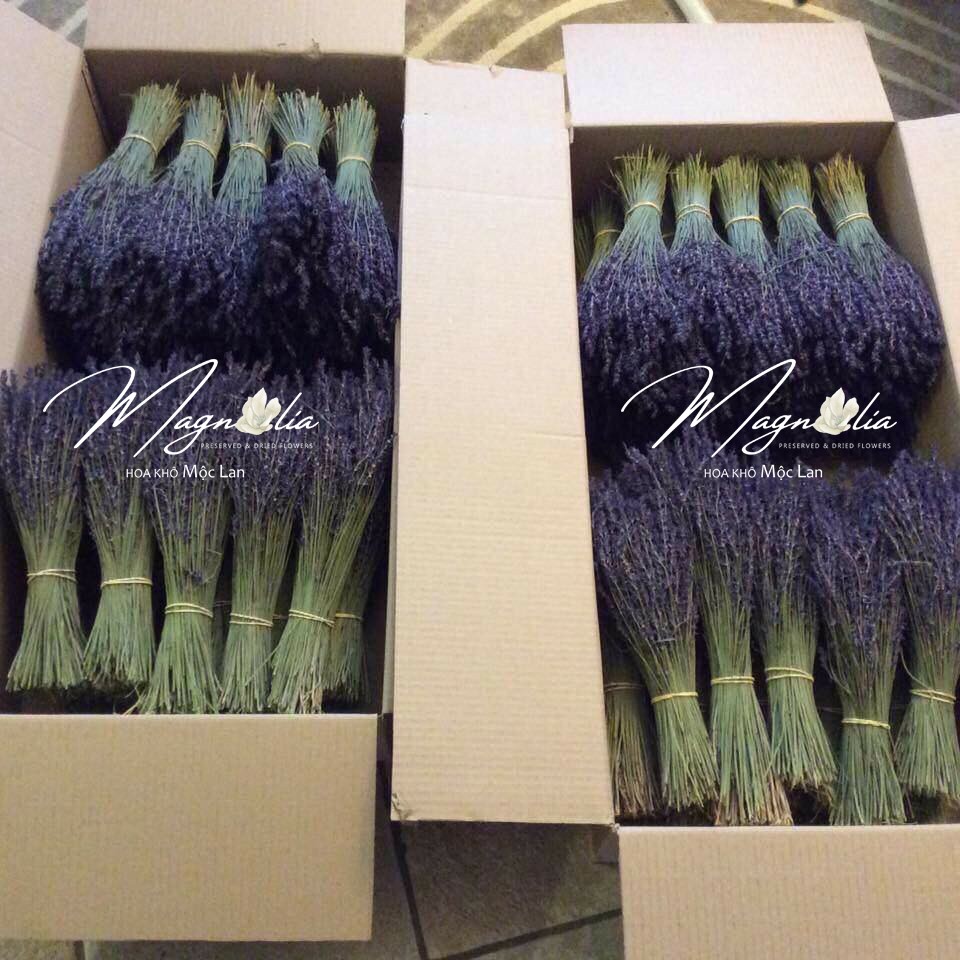 Hoa khô Lavender ❤️FREESHIP❤️ Hoa khô oải hương hàng loại 1 True Lavender Pháp siêu tím - Lẻ cành đẹp