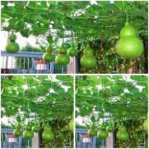 5 HẠT GIỐNG BẦU HỒ LÔ MINI