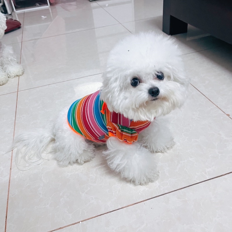 Quần Áo Cho Chó Mèo Mùa Hè 2022 Quần Áo Thú Cưng Mát Mỏng Cotton Giá Rẻ